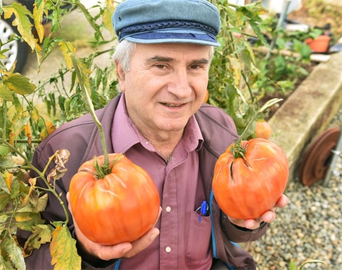  Thanasi Stoubos has been growing giant beefsteak tomatoes in his East Vancouver garden for nearly two decades. The largest one he’s ever grown weighed more than three pounds. Photo Dan Toulgoet