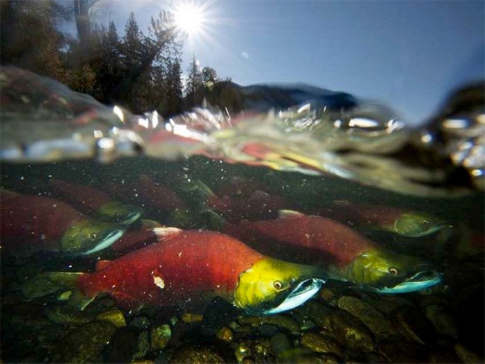  About 1.5 million sockeye salmon have returned to the Fraser River this year, compared with the forecast of 4.4 million.   Photograph By Jonathan Hayward