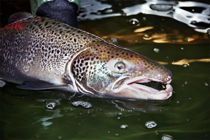  Atlantic salmon