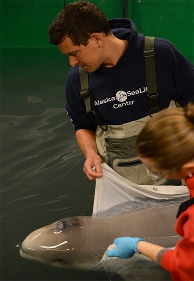  Experts from aquariums around North America that have traveled to Alaska to help care for a stranded newborn beluga whale. (Activities pictured are authorized by MMHSRP MMPA/ESA #18786-01) Photo courtesy Vancouver Aquarium