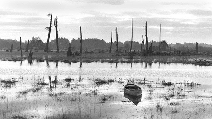  A ghost forest of dead red cedars stands along the banks of the Copalis River in Washington state. The grove is one of the clues that led scientists to reassess their understanding of the potential size of earthquakes that can be generated in the Cascadia Subduction Zone off the Pacific Northwest Coast.