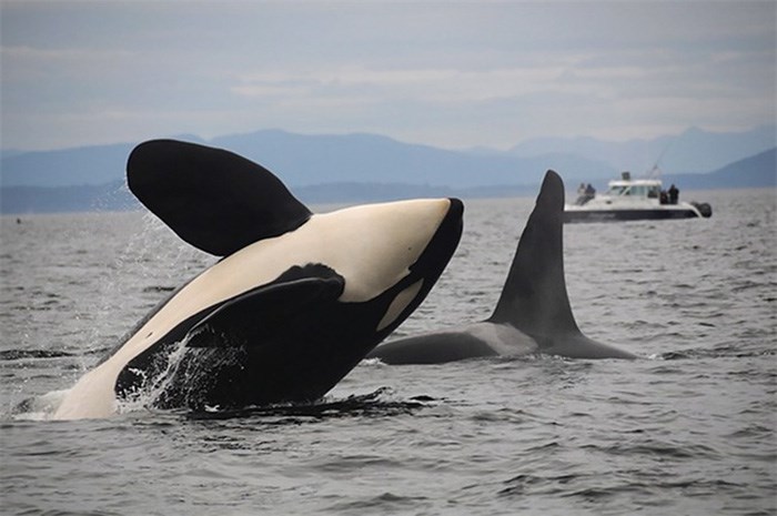  Two southern resident killer whales are seen in this undated handout photo. The latest endeavour for the recovery effort of the whales, listed as endangered in the United States and species at risk in Canada, comes this week to Vancouver where scientists, industry, Indigenous groups, government officials and others meet Oct. 11-12 in a symposium looking for solutions.THE CANADIAN PRESS/HO, Northwest Fisheries Science Center 