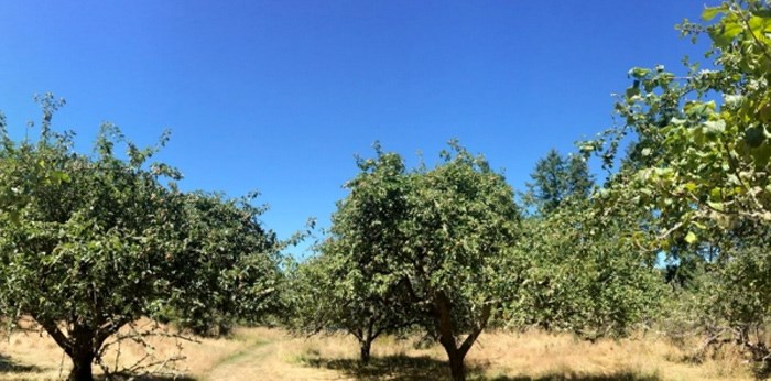  An apple orchard in the Gulf Islands National Park Reserve. The orchards offer a glimpse into the lives of settlers who came to the region as early as the 1870s. Photograph By Parks Canada