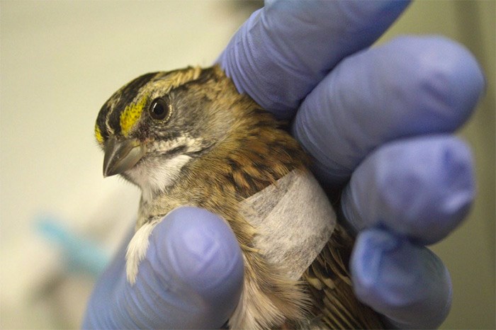  Injured: A white-throated sparrow is being tended to at the Wildlife Rescue Association in Burnaby after striking a window. It suffered head trauma and blood was pooling in its mouth when staff found it. It has since been stabilized but needs more care.