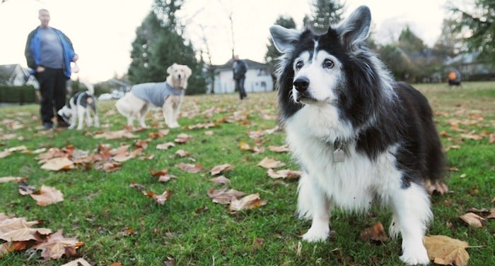  Vancouver Park Board this week adopted the People, Parks and Dogs plan, an over-arching strategy looking at off-leash dog areas in the city’s parks. Photo: Dan Toulgoet