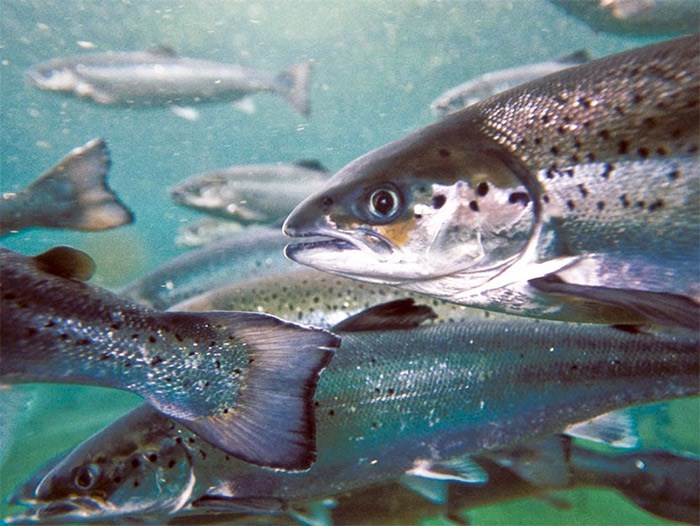  Atlantic salmon being raised at a B.C. fish farm. Photograph By Marine Harvest Canada