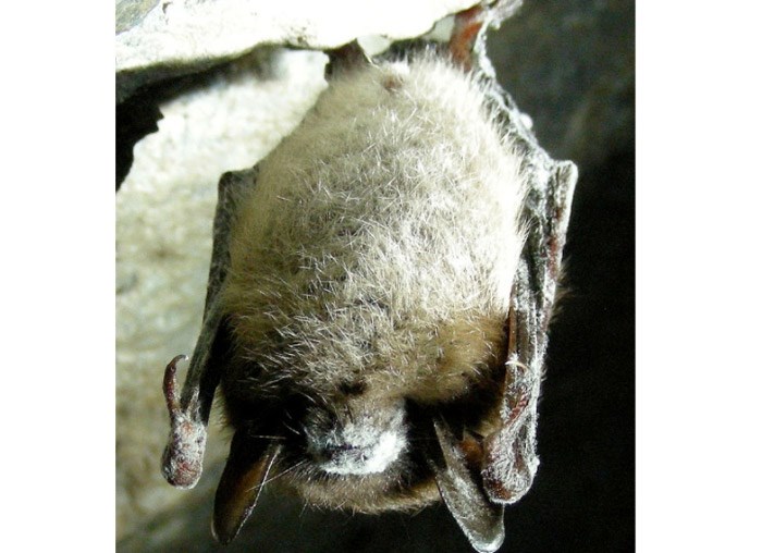  A deadly fungus that wiped out entire colonies of bats could threaten a colony in Delta.