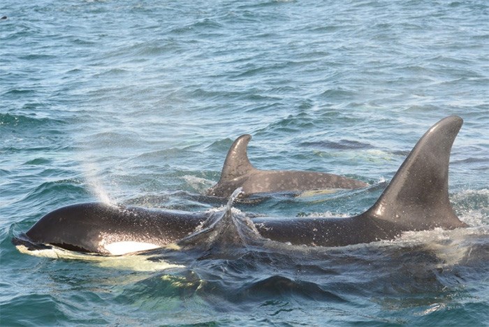  Springer the orca with her second calf: The population of southern resident orcas is already at a 30-year low, with just 78 in the Salish Sea.   Photograph By Lisa Spaven, Department of Fisheries and Oceans
