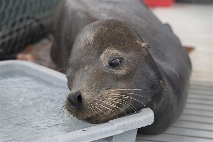  A sea lion rescued on Vancouver Island is shown in a handout photo from the Marine Mammal Rescue Centre. THE CANADIAN PRESS/HO-Marine Mammal Rescue Centre 
