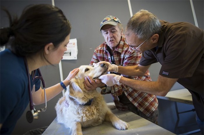  Mark Matthews, back, has his dog Bounder, who has lymphocytic leukemia, examined by Dr. Ben Weinberger, right, and Dr. Emilia Gordon at a free animal health care clinic in the Downtown Eastside of Vancouver, B.C., on Thursday October 26, 2017. THE CANADIAN PRESS/Darryl Dyck