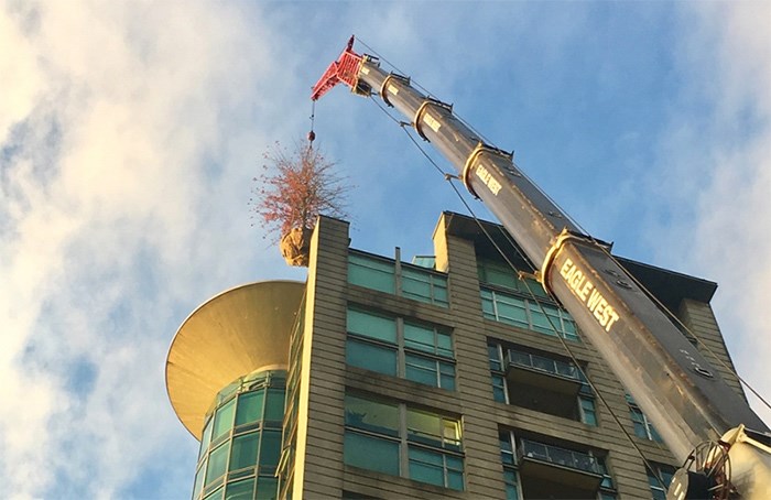  The two-year-old pin oak is lifted 60 metres up to the roof deck of Eugenia Place.   Photograph By Jess Ketchum