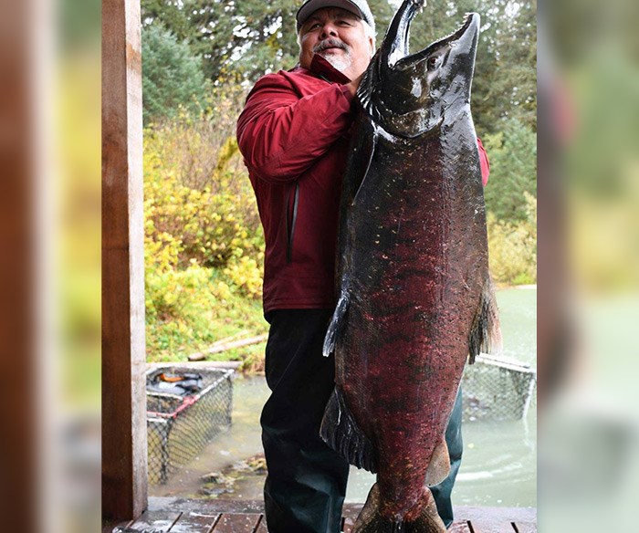  Ted Walkus, hereditary chief of the Wuikinuxv Nation in Rivers Inlet, B.C. holds a Chinook salmon that was captured for brood stock to raise the next generation of Wannock Chinook at the Percy Walkus Hatchery. Photo c/o Pacific Salmon Foundation