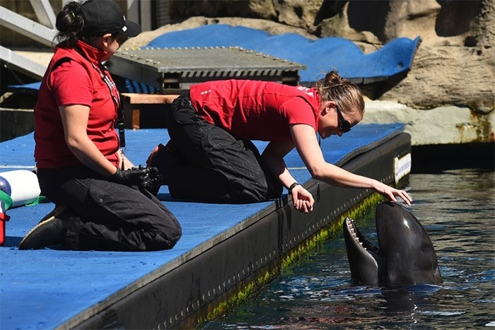  Cetaceans at The Vancouver Aquarium. Photo Dan Toulgoet