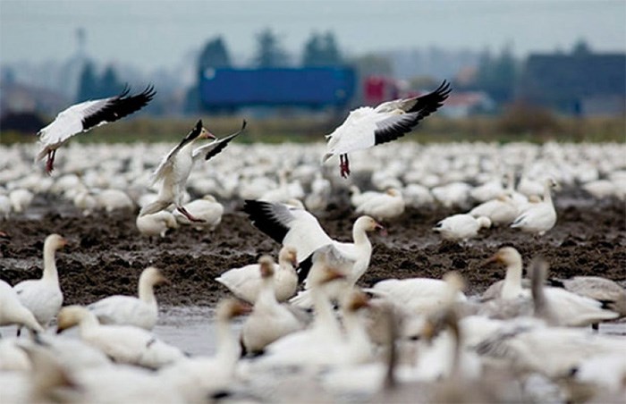  It appears the local snow geese population will continue to climb past the current 108,000 mark. File photo