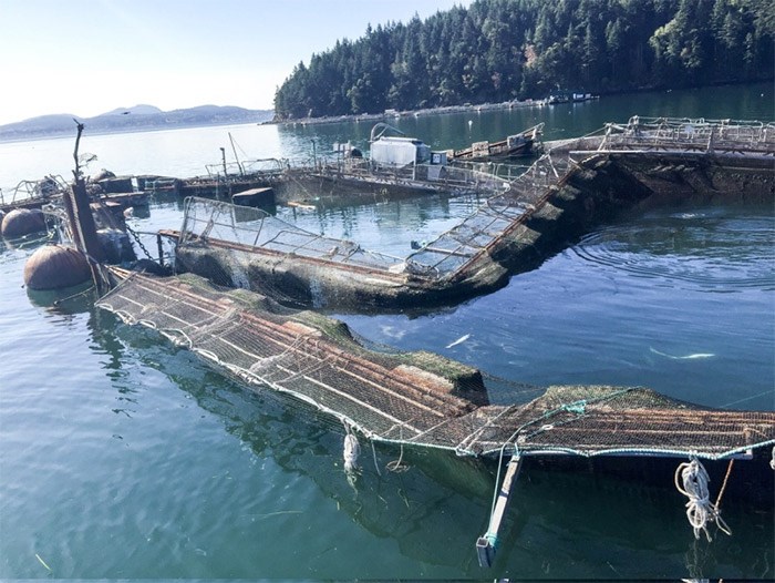  The damaged Cooke Aquaculture net pen near Cypress Island in Washington state resulted in a massive escape of Atlantic salmon. Photograph By KURT BEARDSLEE