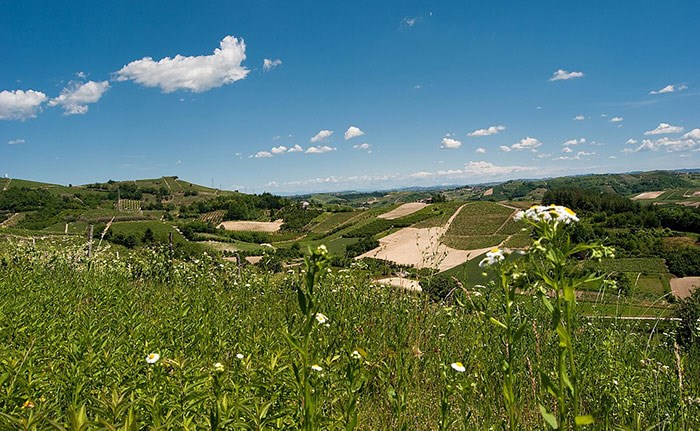  The Vineyard Landscape of Piedmont: Langhe-Roero and Monferrato. Photo: 