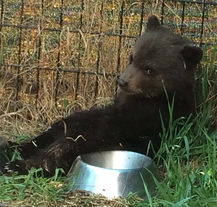  A black bear cub is pictured in the Dawson Creek, B.C., area on May 6, 2016, before it was destroyed by a conservation officer. A wildlife advocacy group is accusing the British Columbia government of not following its own law on the destruction of bears by conservation officers. The Association for the Protection of Fur-Bearing Animals, also known as the Fur-Bearers, has filed a court petition challenging an officer's decision to kill a black bear cub near Dawson Creek in May 2016. THE CANADIAN PRESS/HO-The Fur-Bearers-Tiana Jackson 