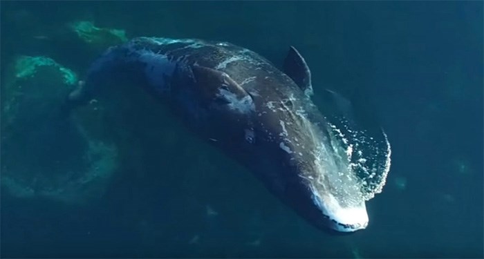  A UBC doctoral student's drone footage of bowhead whales helps explain why they travel to Nunavut every year.   Photograph By Sarah Fortune/YouTube