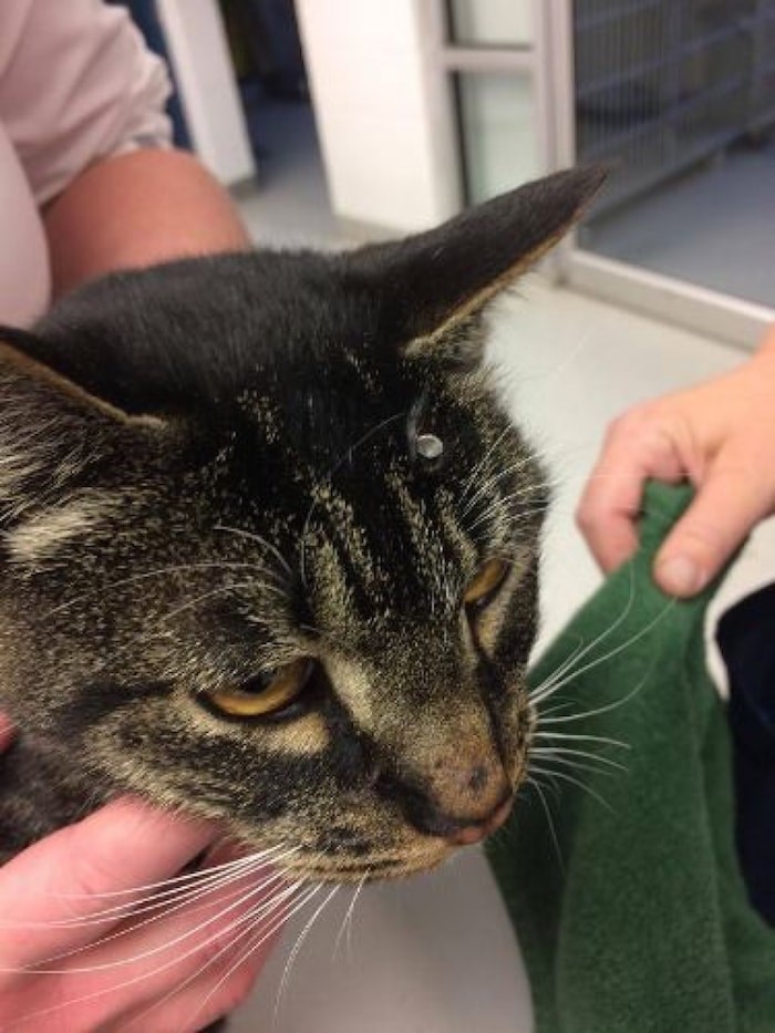  Four-year-old Biggie was found in Blackburn suffering from several shots from a pellet gun 2 1/2 weeks after he went missing from his College Heights home.