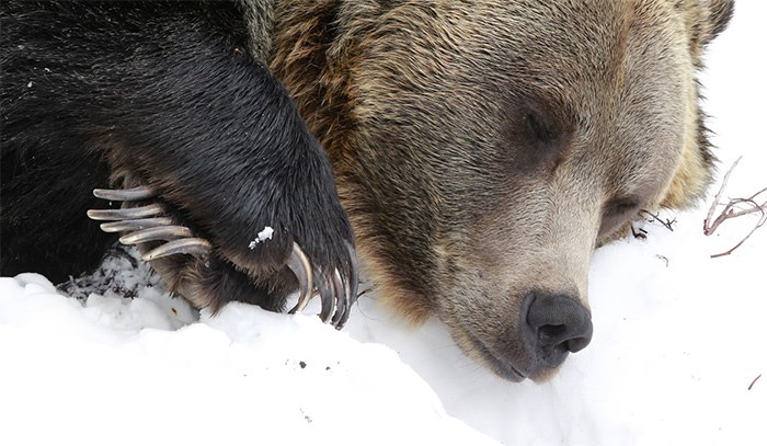 Bears live 2025 stream