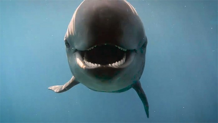  Chester. Photo Courtesy 鶹ýӳAquarium