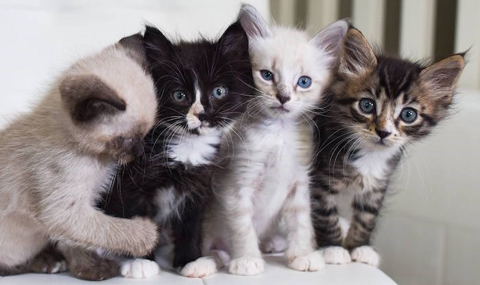  Tinykittens/