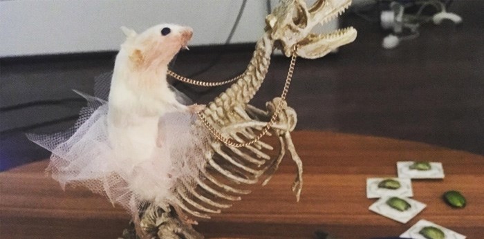  Give the gift that keeps on giving with a small mammal taxidermy class.