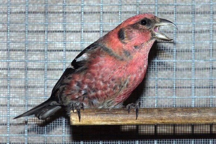  The Wildlife Rescue Association of B.C. treated and released a white-winged crossbill this fall. It was found injured in Coquitlam although it’s typically found in the Interior. Photo courtesy of the Wildlife Rescue Association of B.C.