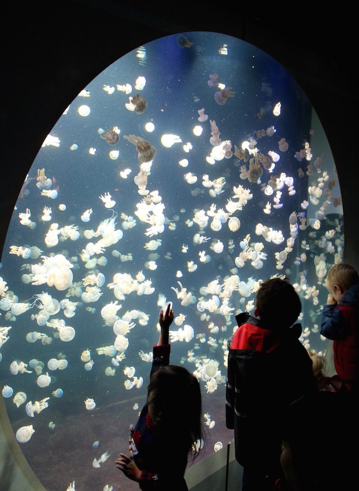  Jellyfish Snowglobe (Lindsay William-Ross/Vancouver Is Awesome)