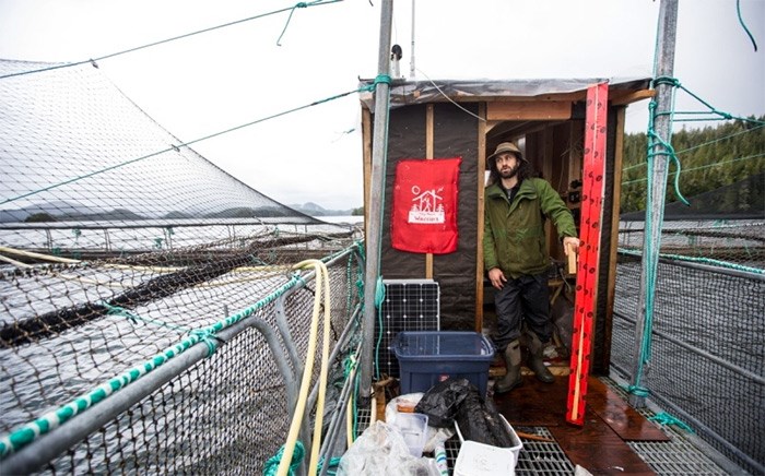  An occupier at the Marine Harvest salmon farm off Midsummer Island, near Alert Bay.