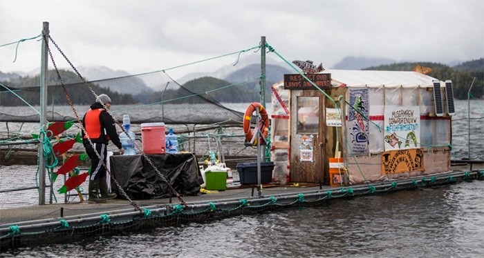  Fish-farm technician Patrick Johnny works near the occupiers' protest sheds at the Marine Harvest fish farm near Midsummer Island. - DARREN STONE, TIMES COLONIST