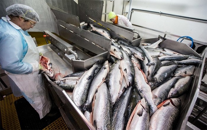  Employees examine fish for belly thickness, external blemishes, internal cuts and deformities, before they are boxed according to grade and size. - DARREN STONE, TIMES COLONIST