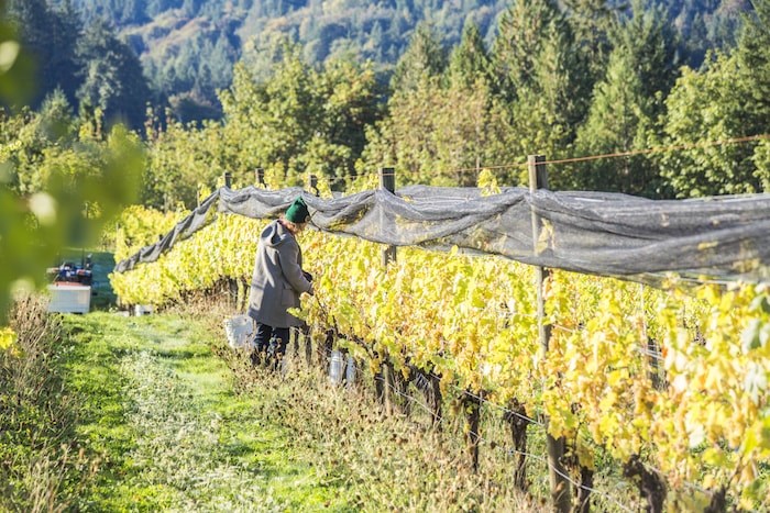  Blue Grouse's vineyard (Photo by Derek Ford/courtesy Blue Grouse)