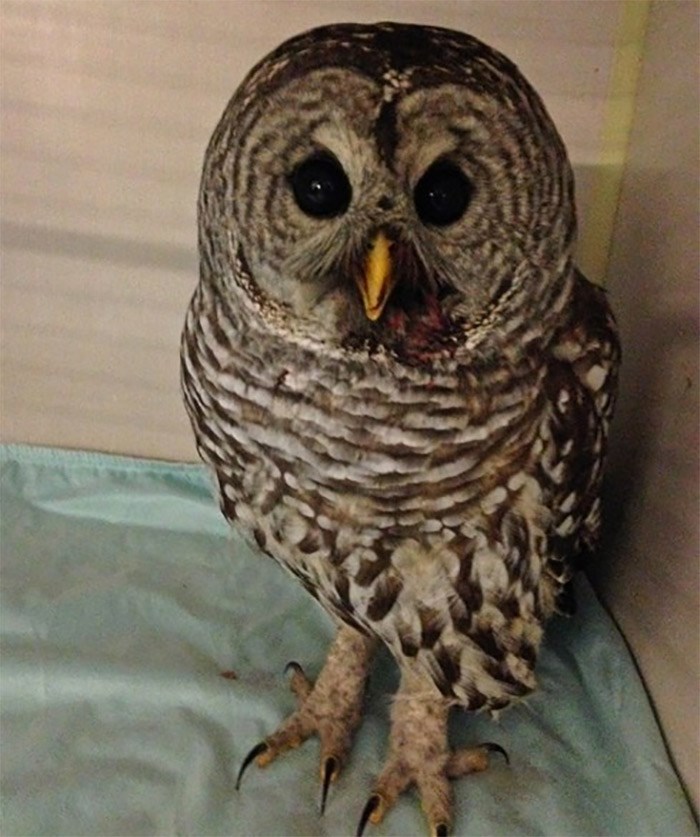 A spike in owl sightings in downtown Vancouver could be good news for ridding the city of pesky rodents, a wildlife group says, but there's a downside for the birds. A barred owl is seen in this undated handout photo. THE CANADIAN PRESS/HO, Orphaned Wildlife Rehabilitation Society