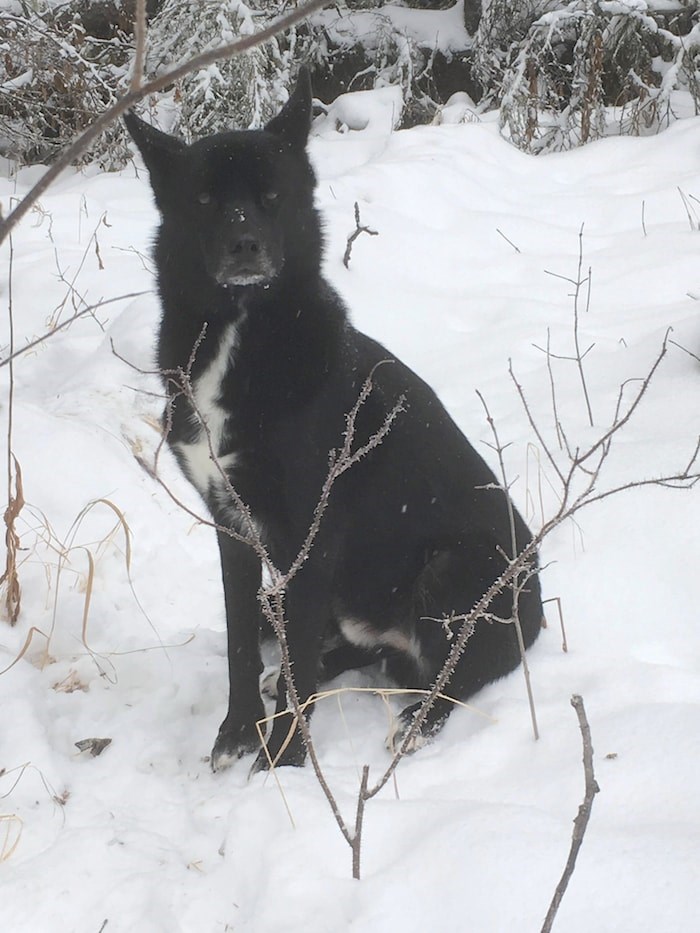  Yukon the husky (Photo courtesy BC SPCA)