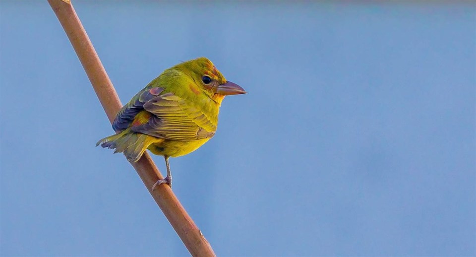  Bird watchers are flocking to British Columbia's Lower Mainland after a wayward summer tanager was spotted pecking at peanuts on a south Vancouver balcony over the weekend. A juvenile male summer tanager, off course from typically wintering in a range from central Mexico to Brazil, is seen in an undated handout image. THE CANADIAN PRESS/HO-Melissa Hafting