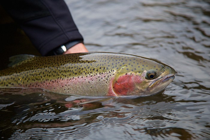  Steelhead photo Shutterstock