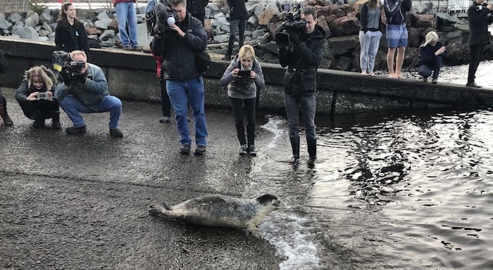  8 rescued and rehabilitated seal pups were released into Howe Sound on December 14, 2017 (Photo courtesy Vancouver Aquarium Marine Mammal Rescue Centre)