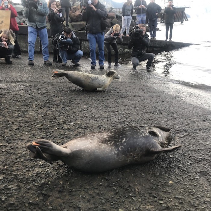  8 rescued and rehabilitated seal pups were released into Howe Sound on December 14, 2017 (Photo courtesy Vancouver Aquarium Marine Mammal Rescue Centre)