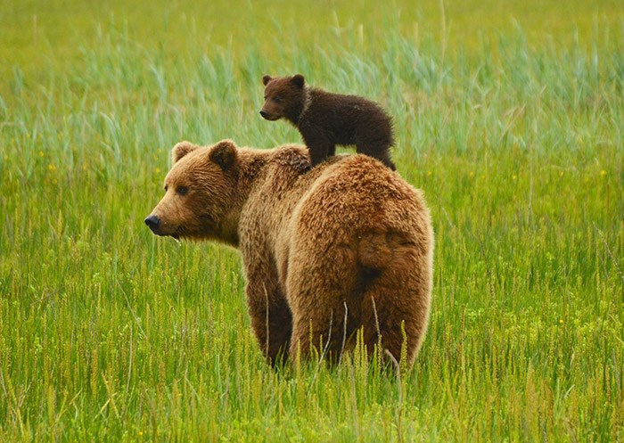  Coastal grizzly bears. Shutterstock