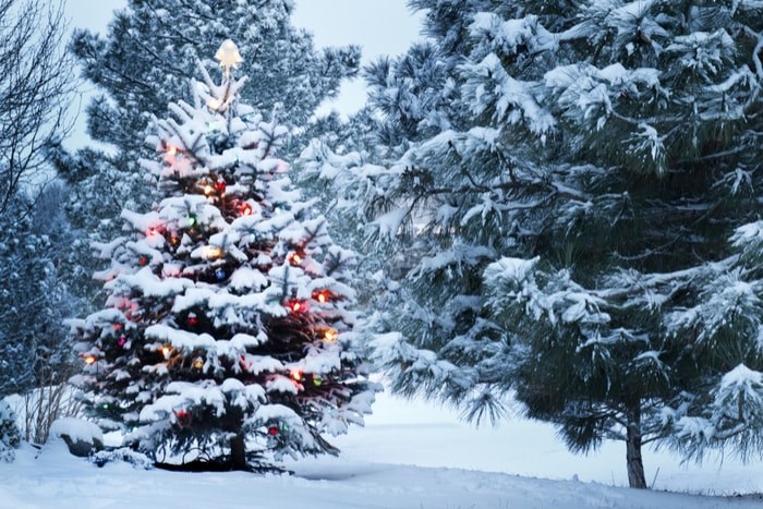  Christmas tree in the snow/Shutterstock