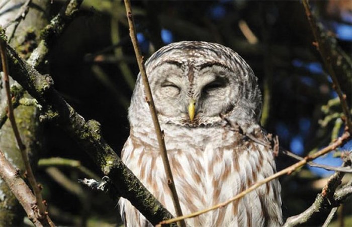  This owl in Ulrike Baumert’s North Vancouver backyard was later found dead, likely from poison. photo supplied Ulrike Baumert