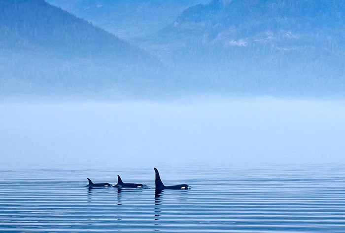  Orcas in B.C.. Photo Shutterstock