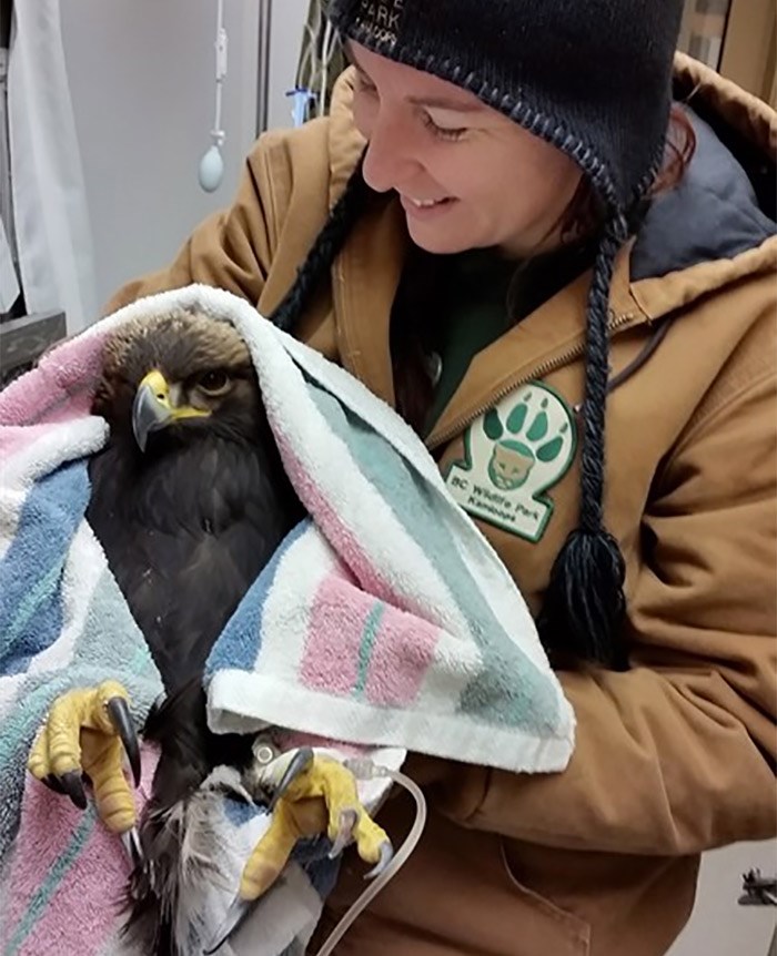  Larissa Deneault holds a golden eagle at an animal rehabilitation centre in Kamloops, B.C. in a handout photo. Staff at the rehabilitation centre typically don't know where their rescued animals originally came from, but a recently discovered golden eagle was able to reveal just that. THE CANADIAN PRESS/HO-BC Wildlife Park