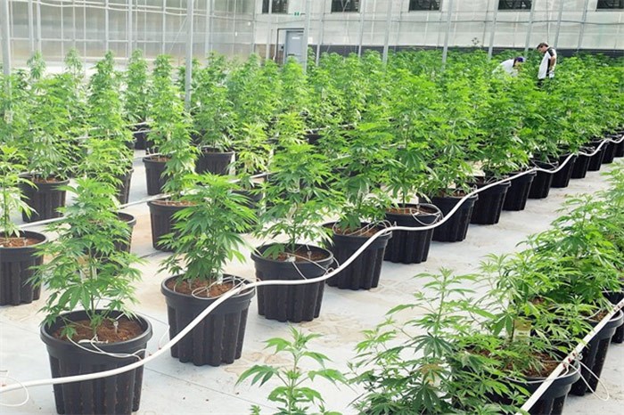  An undated handout photo shows Tantalus Labs‚Äô SunLab, a purpose-built cannabis greenhouse in Maple Ridge, B.C. THE CANADIAN PRESS/HO-Tantalus Labs 