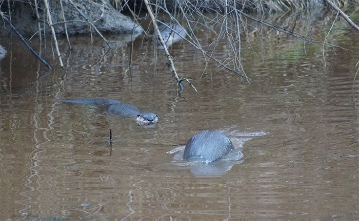  Three river otters in a land-locked lagoon near Richmond's City Centre