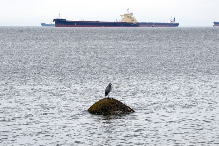  A heron sits in English Bay in 2015, with the MV Marathassa, a Japanese built grain carrier in the background. Photo: Jennifer Gauthier
