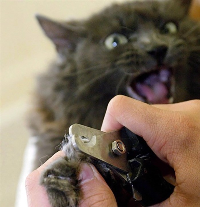  A cat's claws are trimmed by a technician Thursday, Jan. 16, 2003 in West Hollywood, Calif. The society that protects animal welfare in British Columbia is looking to the leadership of Nova Scotia's veterinarians as it calls for a ban on feline declawing. THE CANADIAN PRESS/AP/Damian Dovarganes