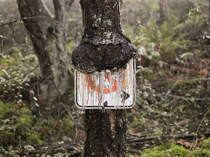  Tree eating sign on Galiano Island, January 2018. 