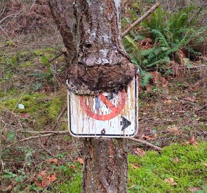  Tree eating a sign a year later. 
